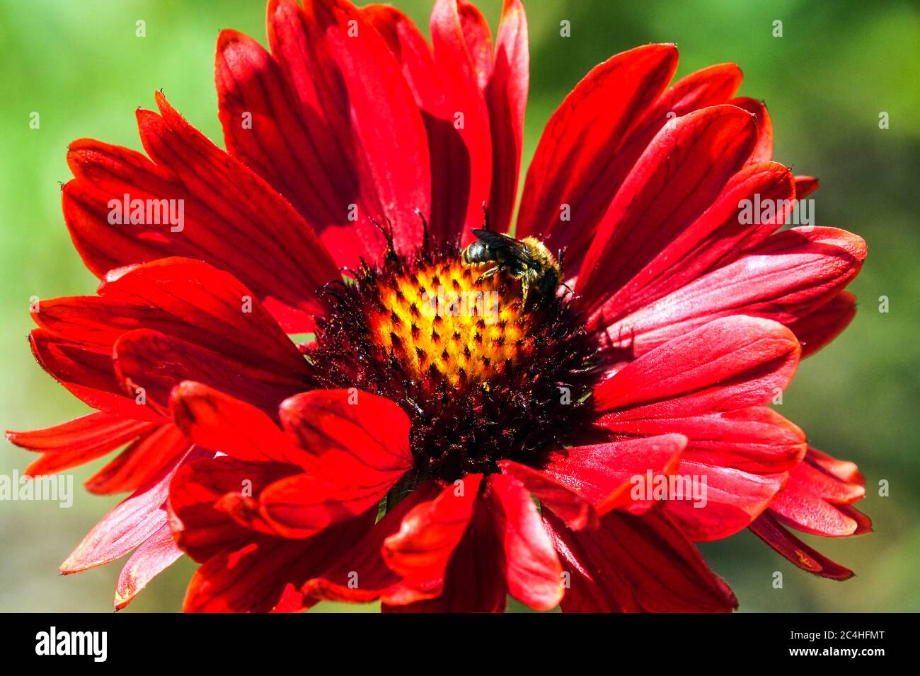 Bee on flower Blanketflower Red Gaillardia × grandiflora 'Burgunder' Stock Photo