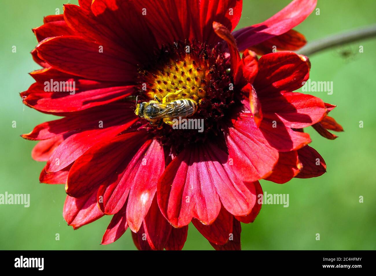 Bee on flower Blanketflower Gaillardia × grandiflora 'Burgunder' Stock Photo