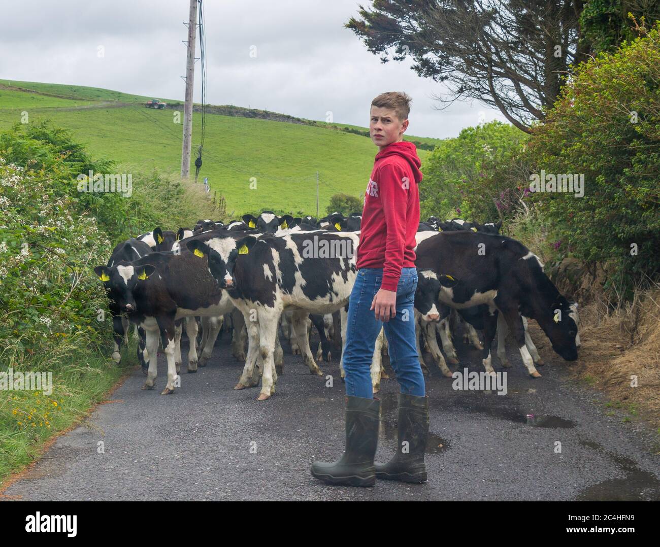Young Man or boy herding cattle on a road Stock Photo