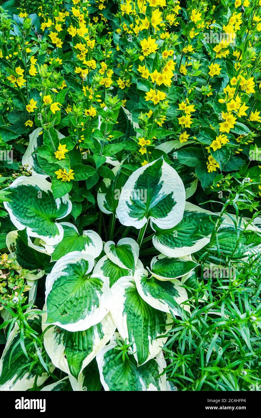 Garden flower bed border Yellow Lysimachia hosta in garden, Hosta Patriot Stock Photo