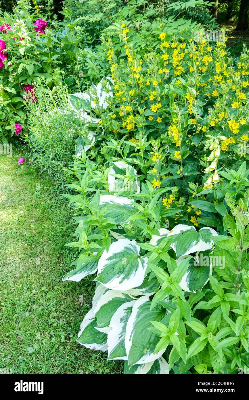 Garden scene flower bed border Yellow Lysimachia hosta Stock Photo