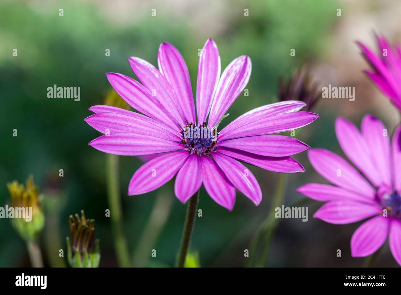 Osteospermum ecklonsis a South Africa violet purple flower plant commonly known as Cape marguerite Stock Photo