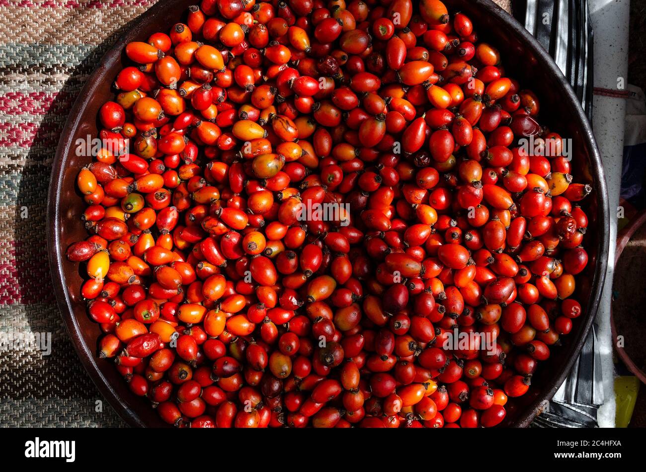 Collecting briar wild rose hip herb for tea Stock Photo Alamy