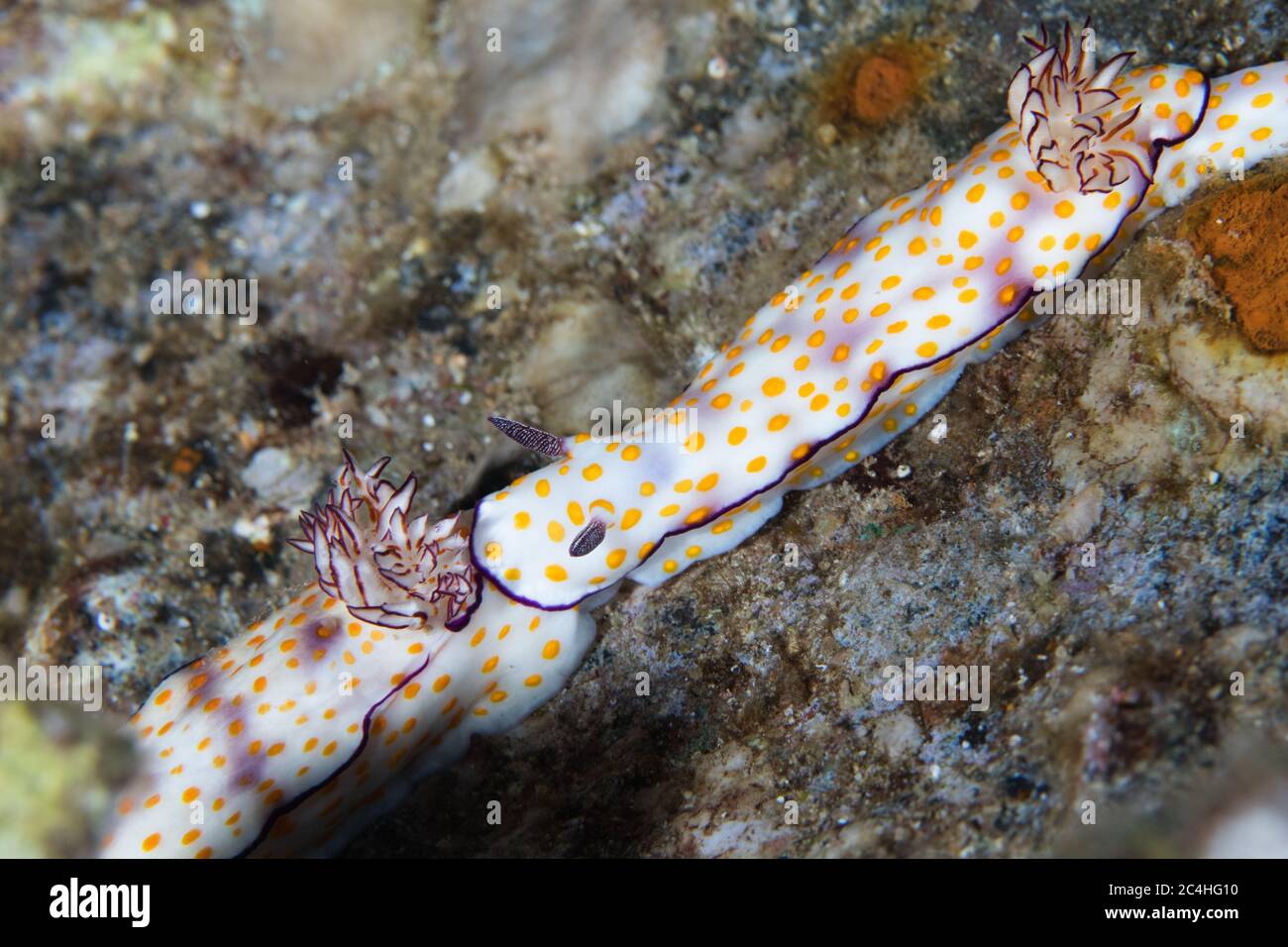 Two Beautiful risbecia (Marsa Bareka) nudibranchs of the Red Sea, one following the other. White body with yellow spots and purple outline around its Stock Photo