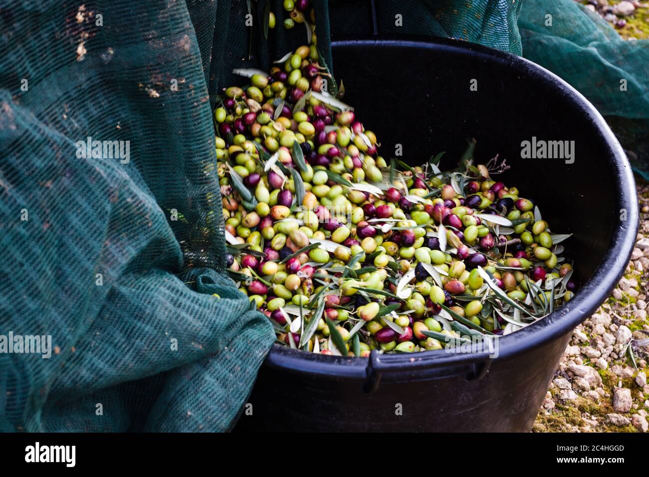Green olives harvest in Puglia, Italy Stock Photo Alamy