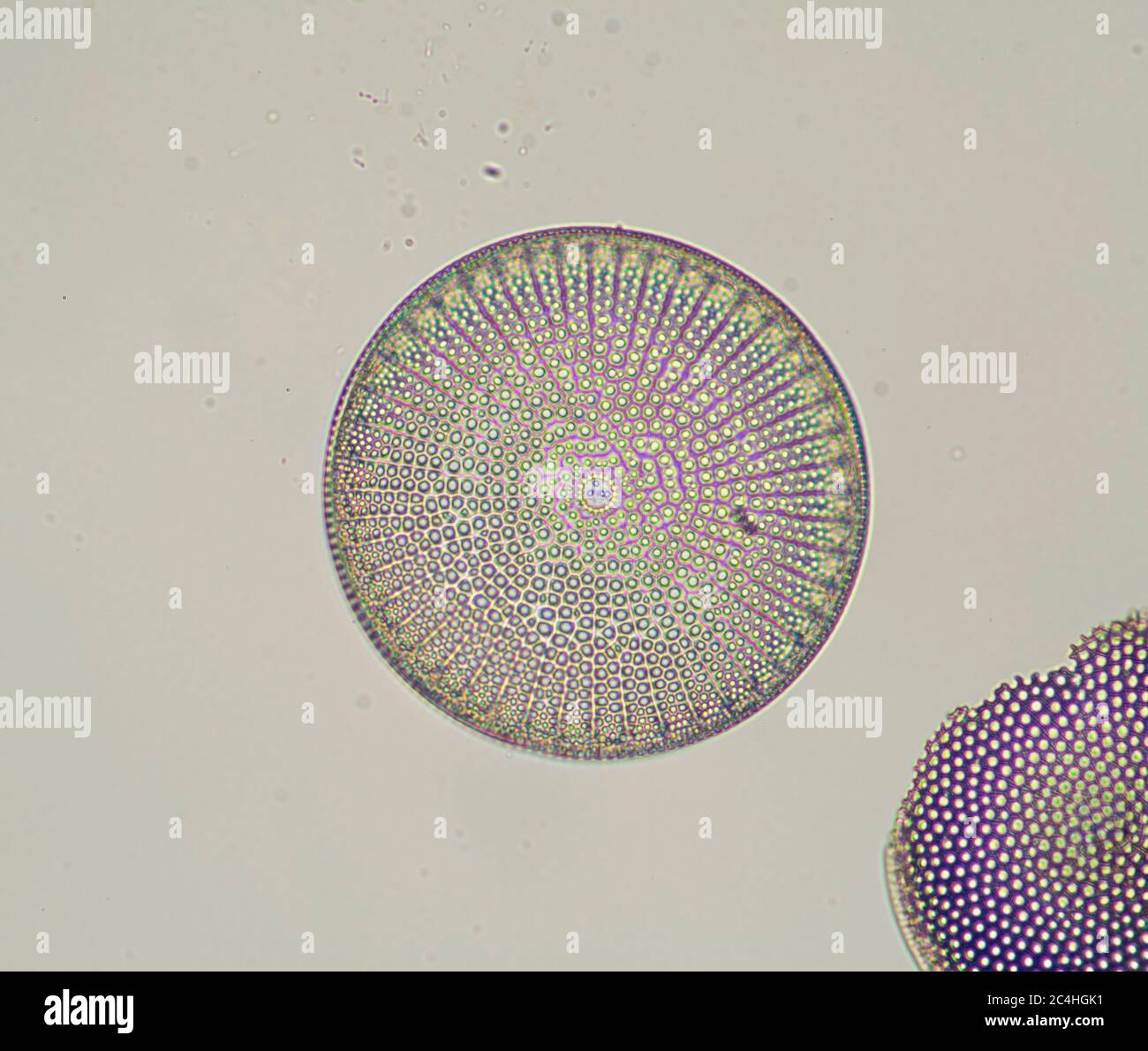 Marine plankton diatom hires stock photography and images Alamy