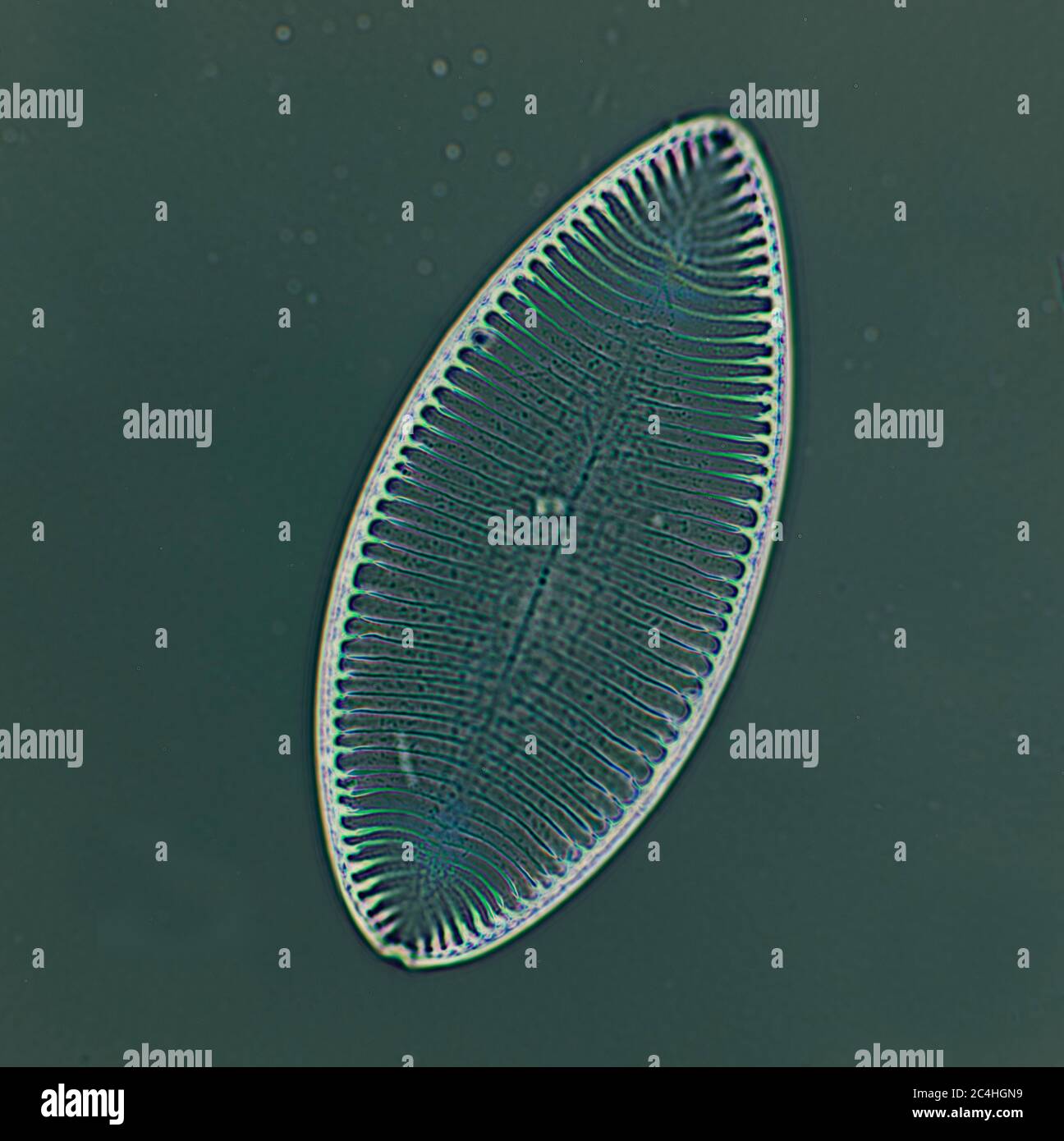 Marine Diatom High Resolution Stock Photography and Images Alamy