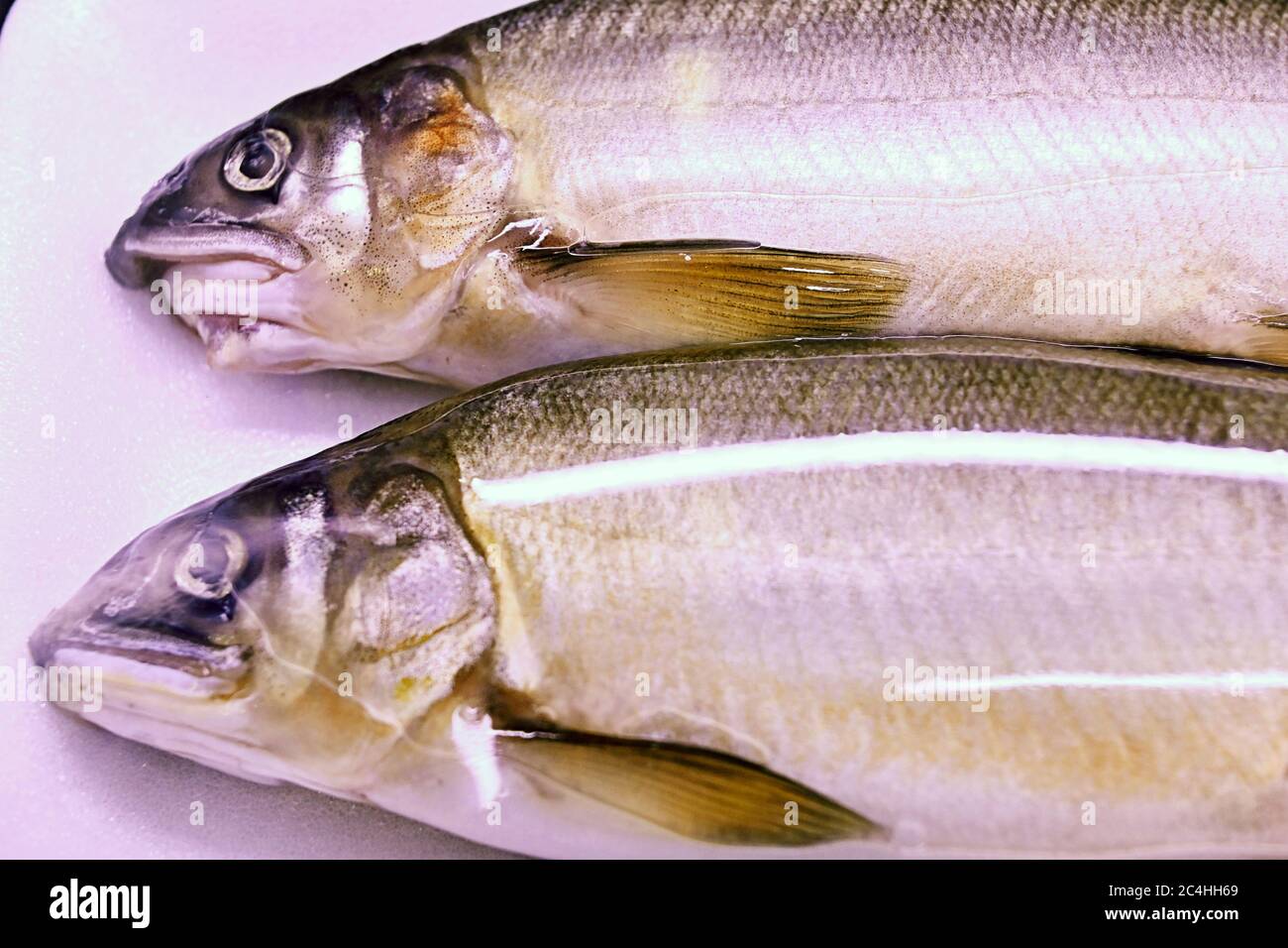 Two fresh fish in a box package Stock Photo Alamy