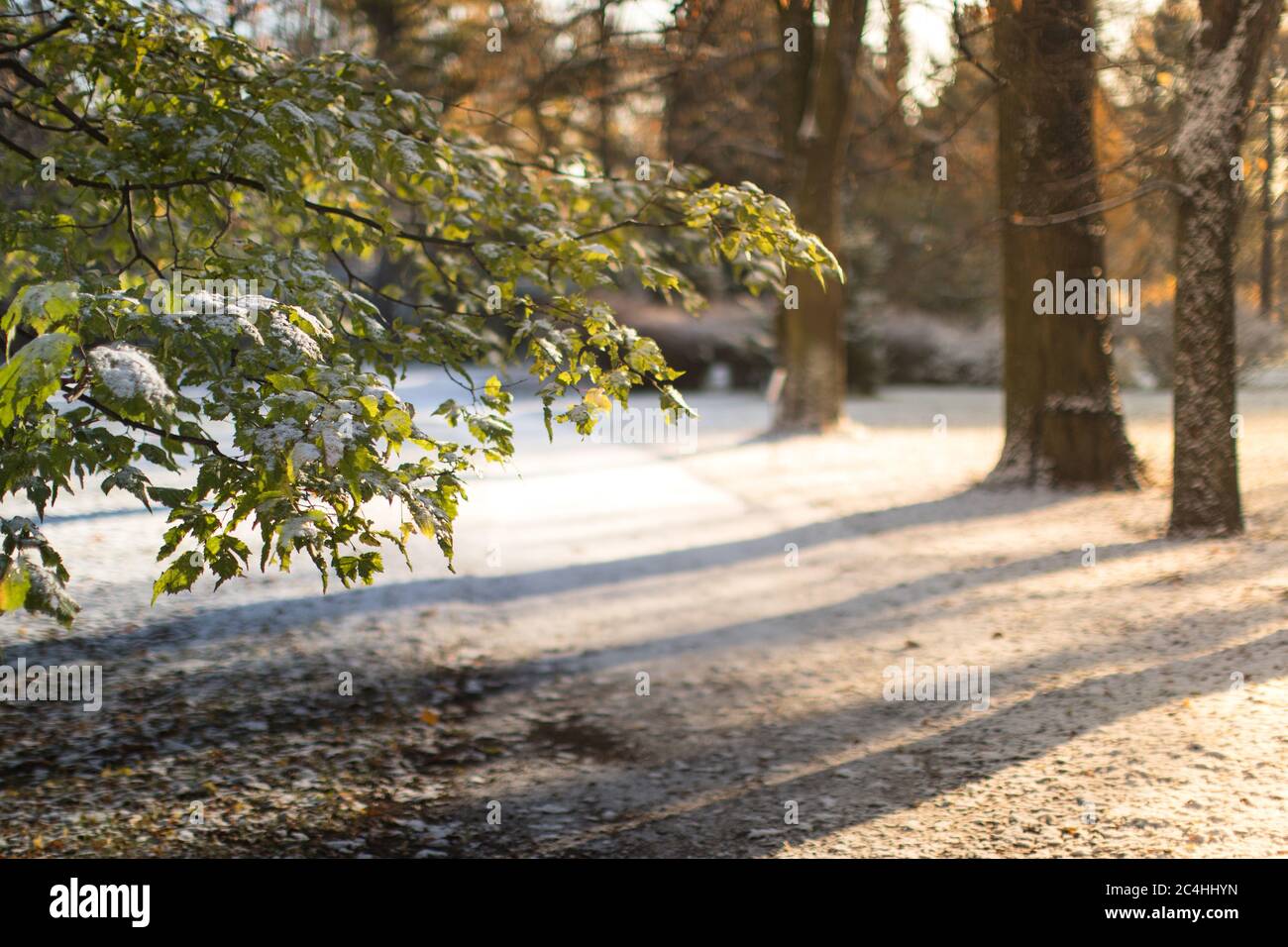 First snow in late autumn. Tree branch with green leaves covered of the first snow, selective soft focus, blurred background. Stock Photo