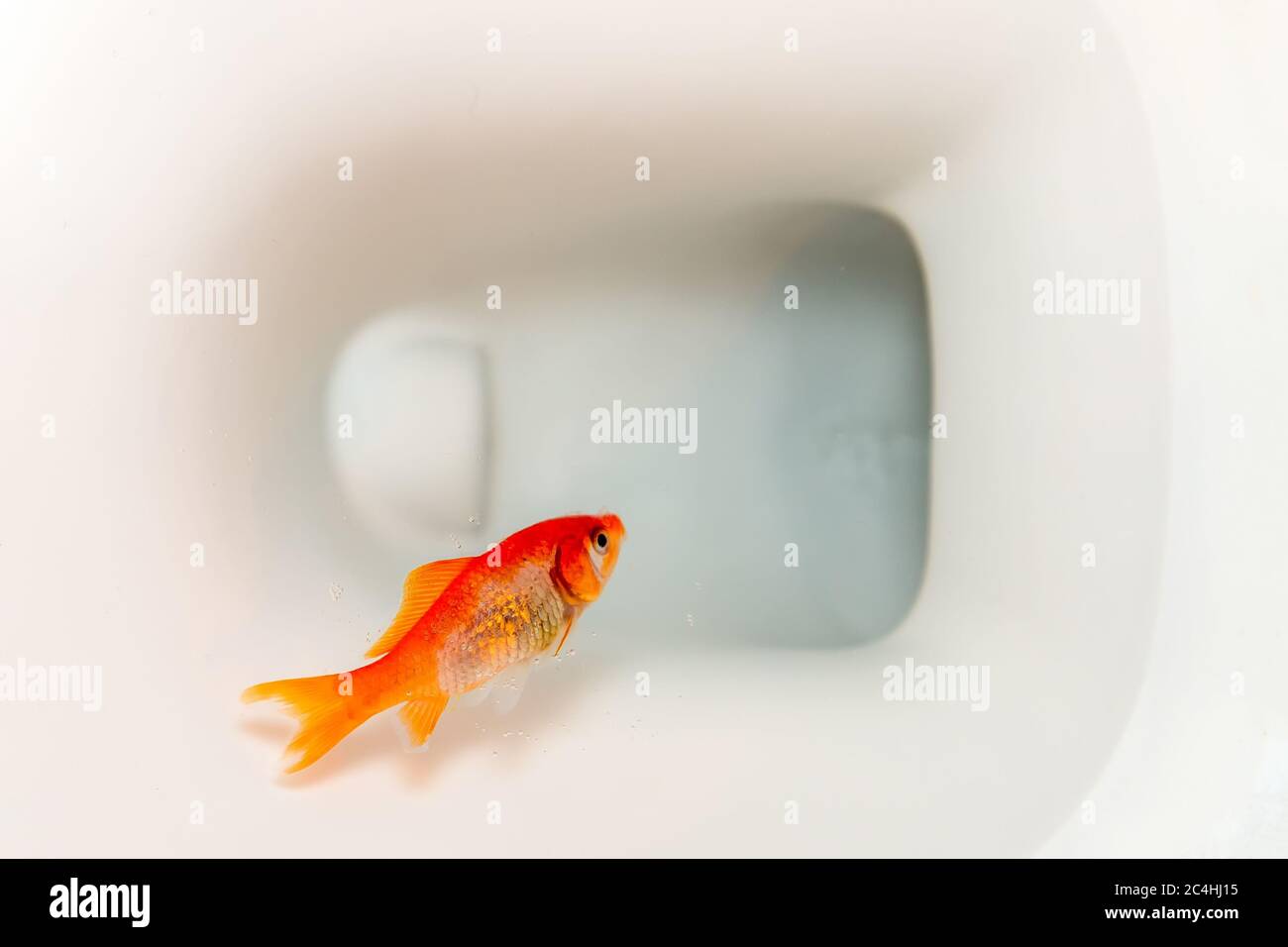 A dead goldfish floating in a toilet. Closeup view. Stock Photo