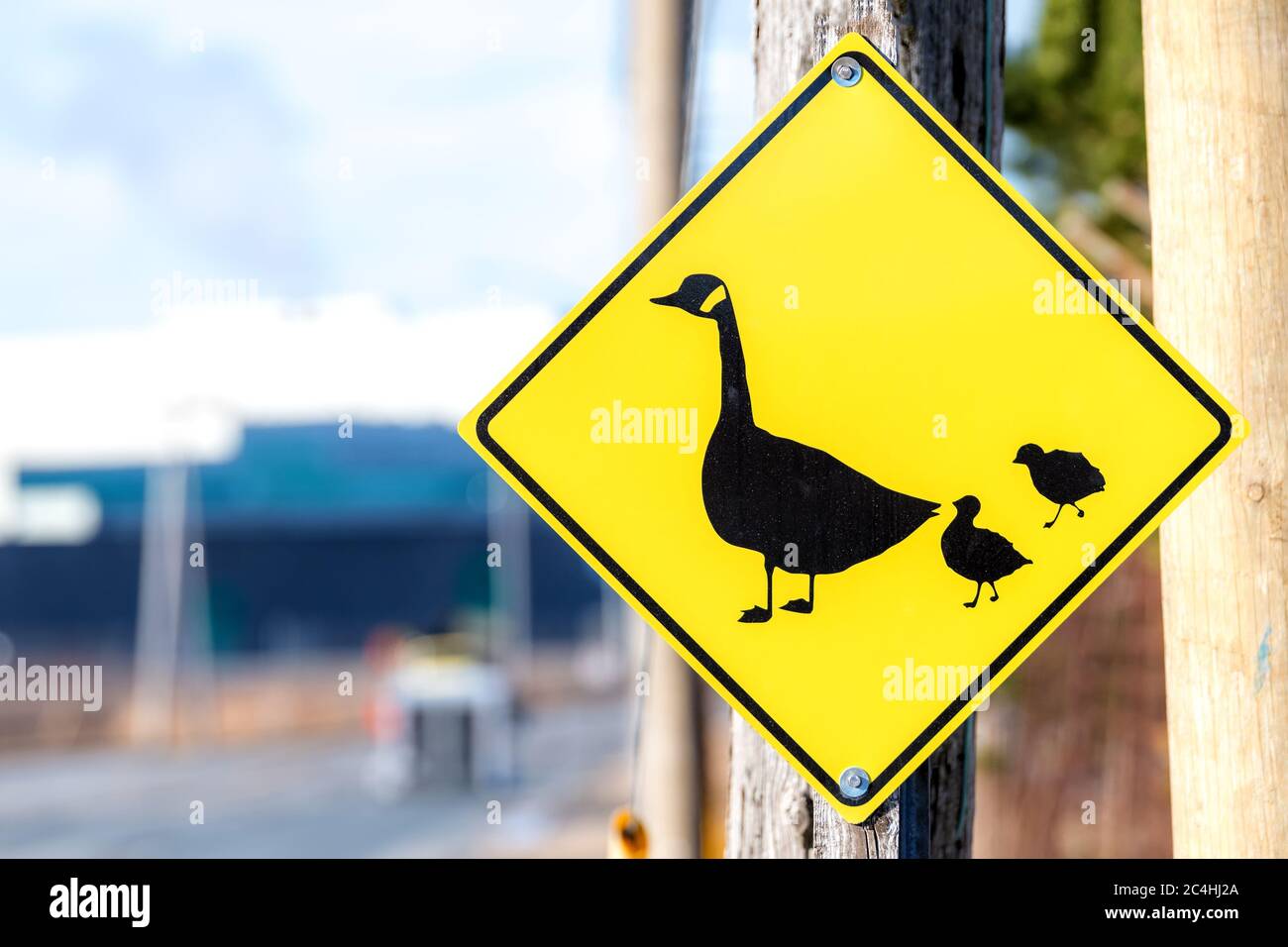 Duck or goose crossing sign at the side of a road. The sign shows a mother duck or goose and two ducklings or goslings. Stock Photo