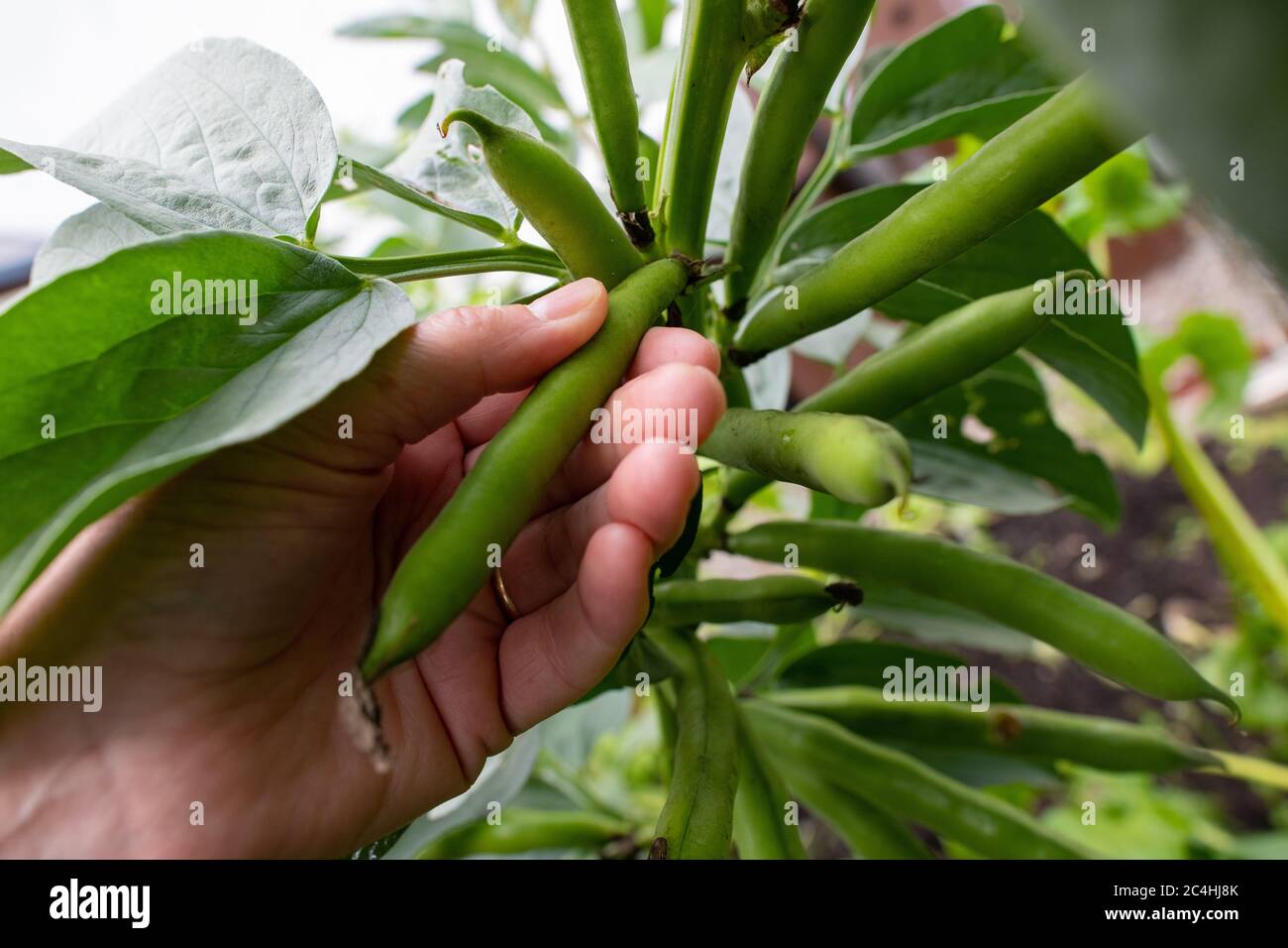 picking harvesting broad bean masterpiece green longpod - Scotland, UK Stock Photo