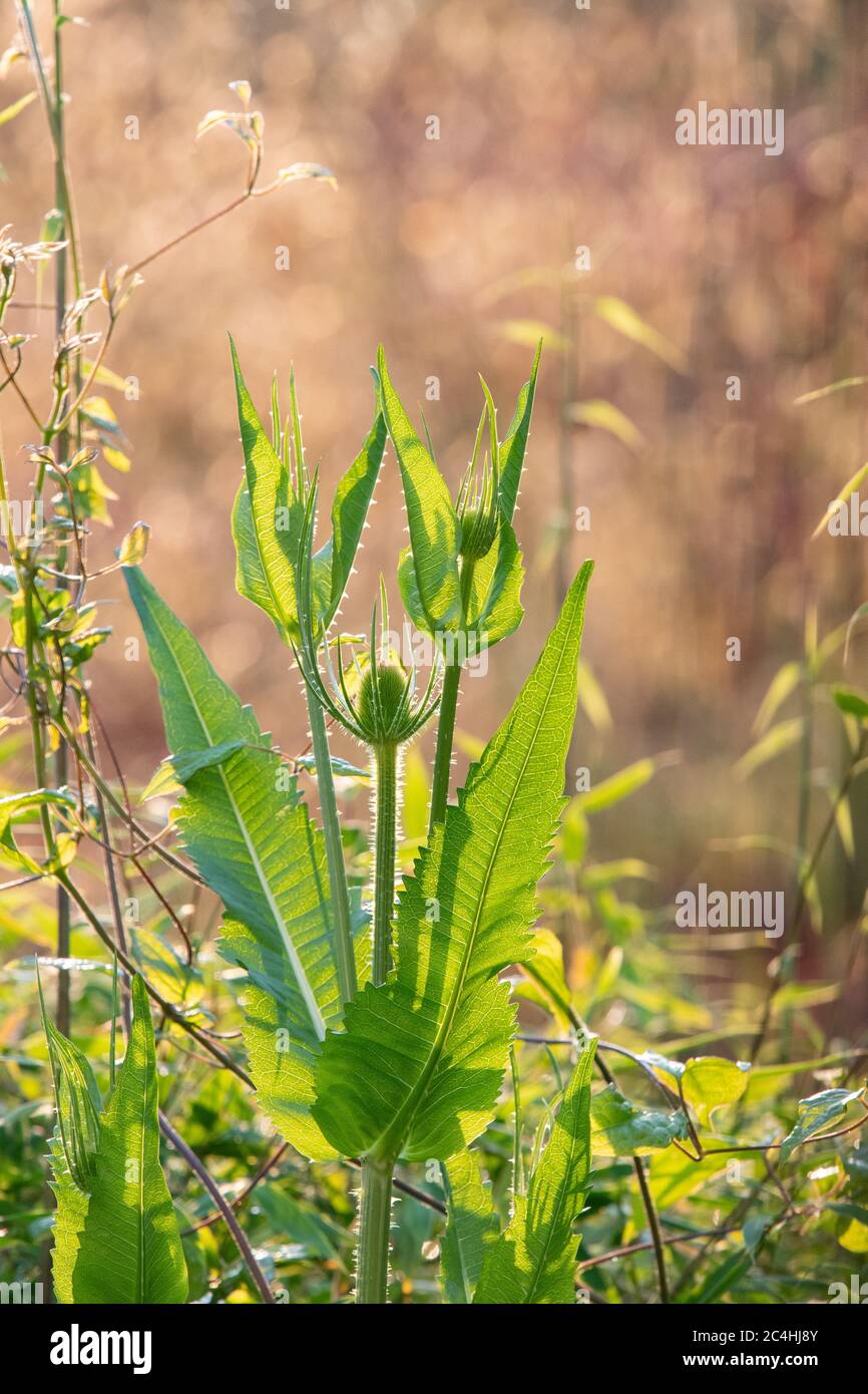 Teasel - Dipsacus fullonum - growing to encourage wildlife in garden in June, next to clematis, bamboo and backlit stipa gigantia, Scotland, UK Stock Photo