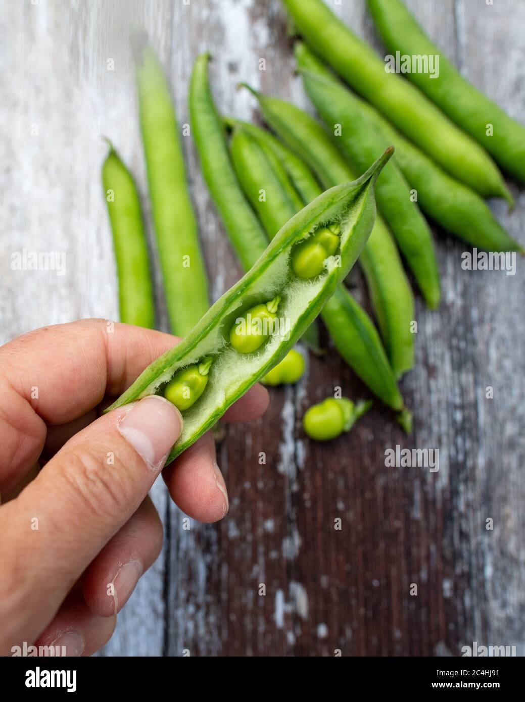 shelling young broad beans - broad bean masterpiece green longpod Stock Photo