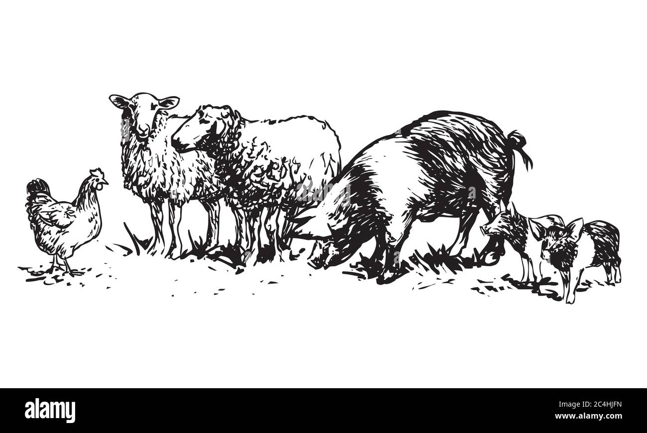 set of farm animals - hand drawn illustrations (vector Stock Vector ...