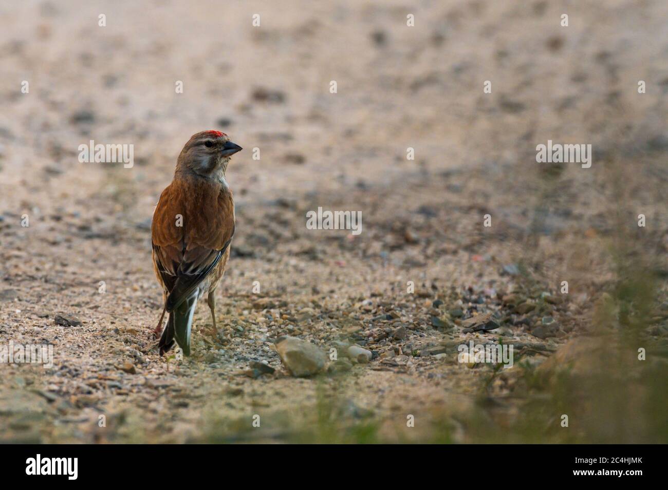 A blood linnet Stock Photo