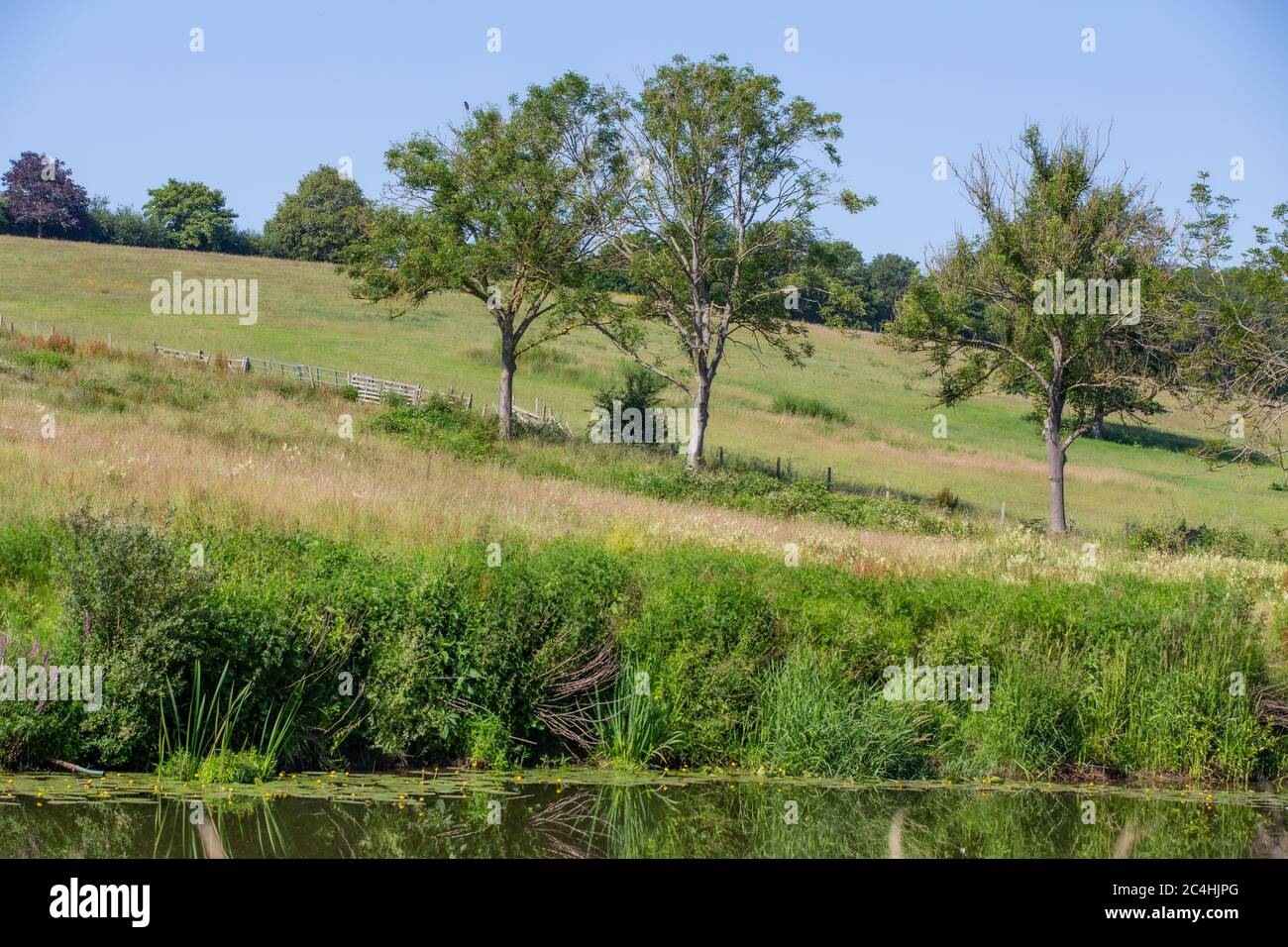 Teston Bridge Country Park. Three trees in a meadow on a summers day in Kent. UK Stock Photo