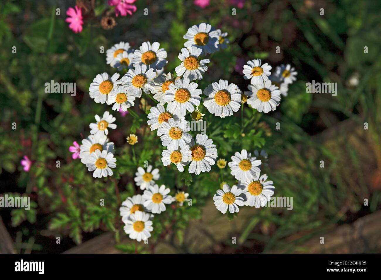 Morning Dew on White Daisy flowers Stock Photo - Alamy