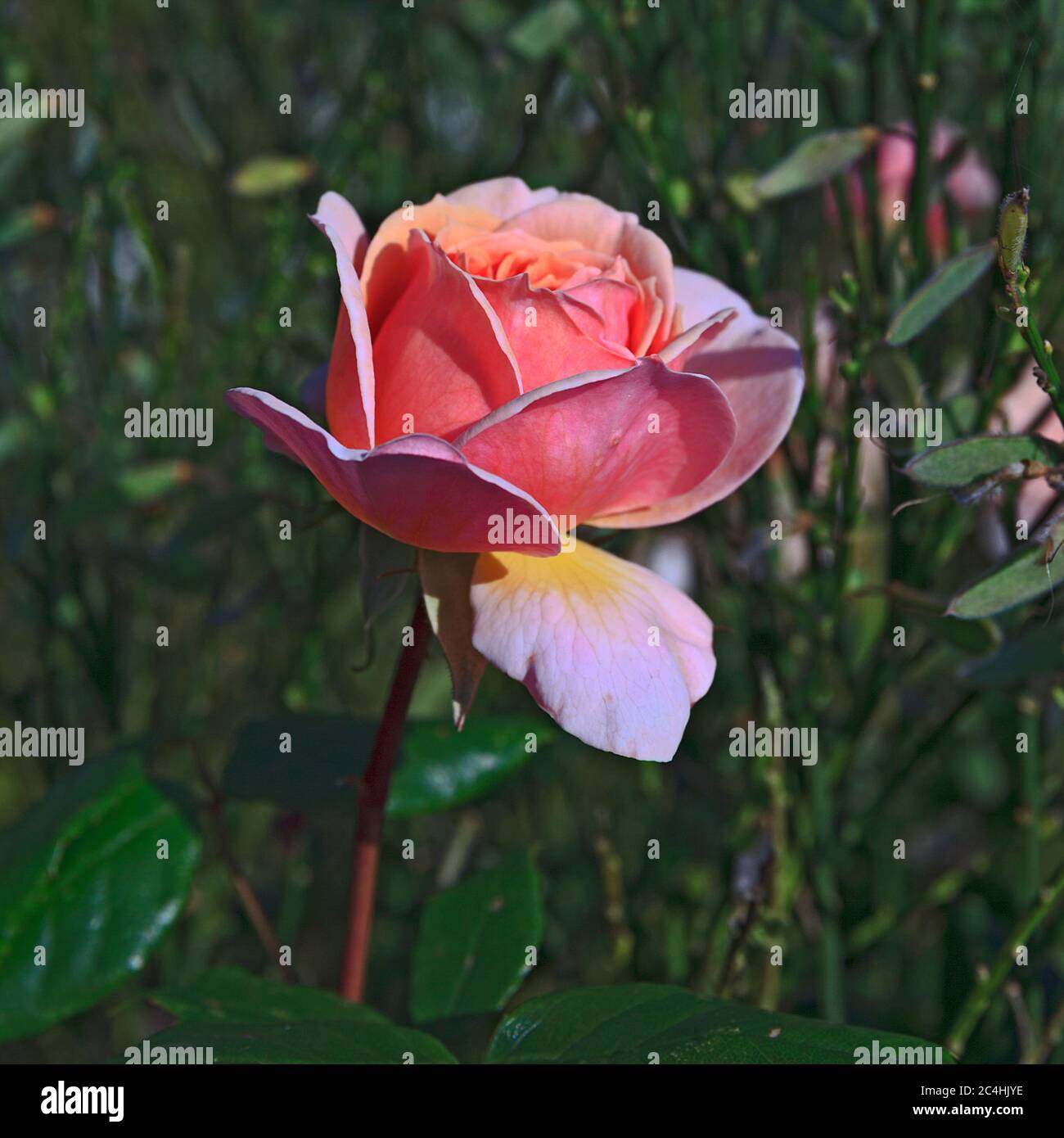 Floribunda bush rose hires stock photography and images Alamy