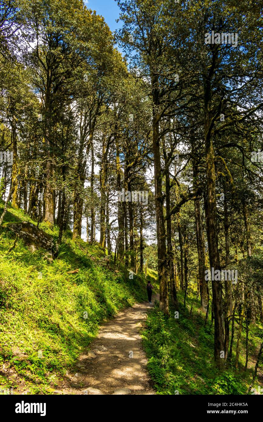 A forest trail, Jalori Pass, Tirthan Valley, Himachal Pradesh, India Stock Photo