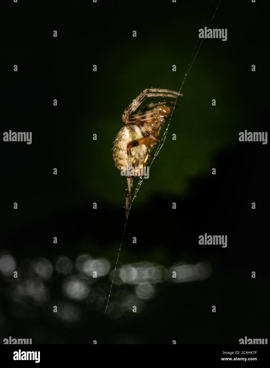 Spider Strand A Furrow Spider on a slender strand of silk begins its work Stock Photo ...
