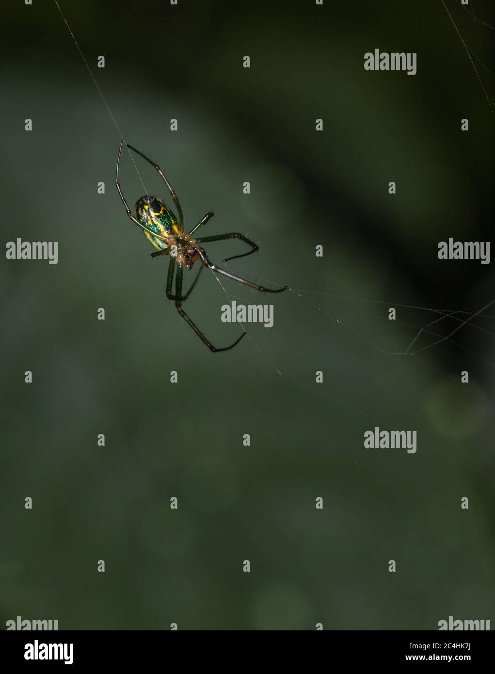 An Orchard Orbweaver spider dangles in mid-air while spinning its silken web Stock Photo