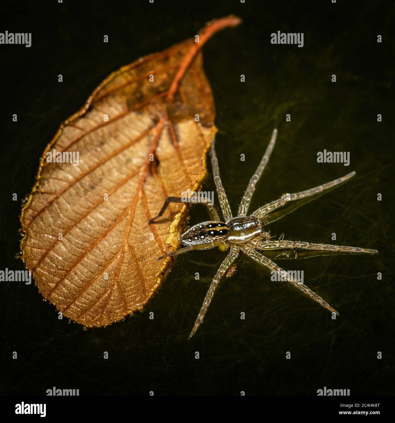 A Raft Spider next to a floating leaf in the waters of Scotts Run Lake in French Creek State Park Stock Photo