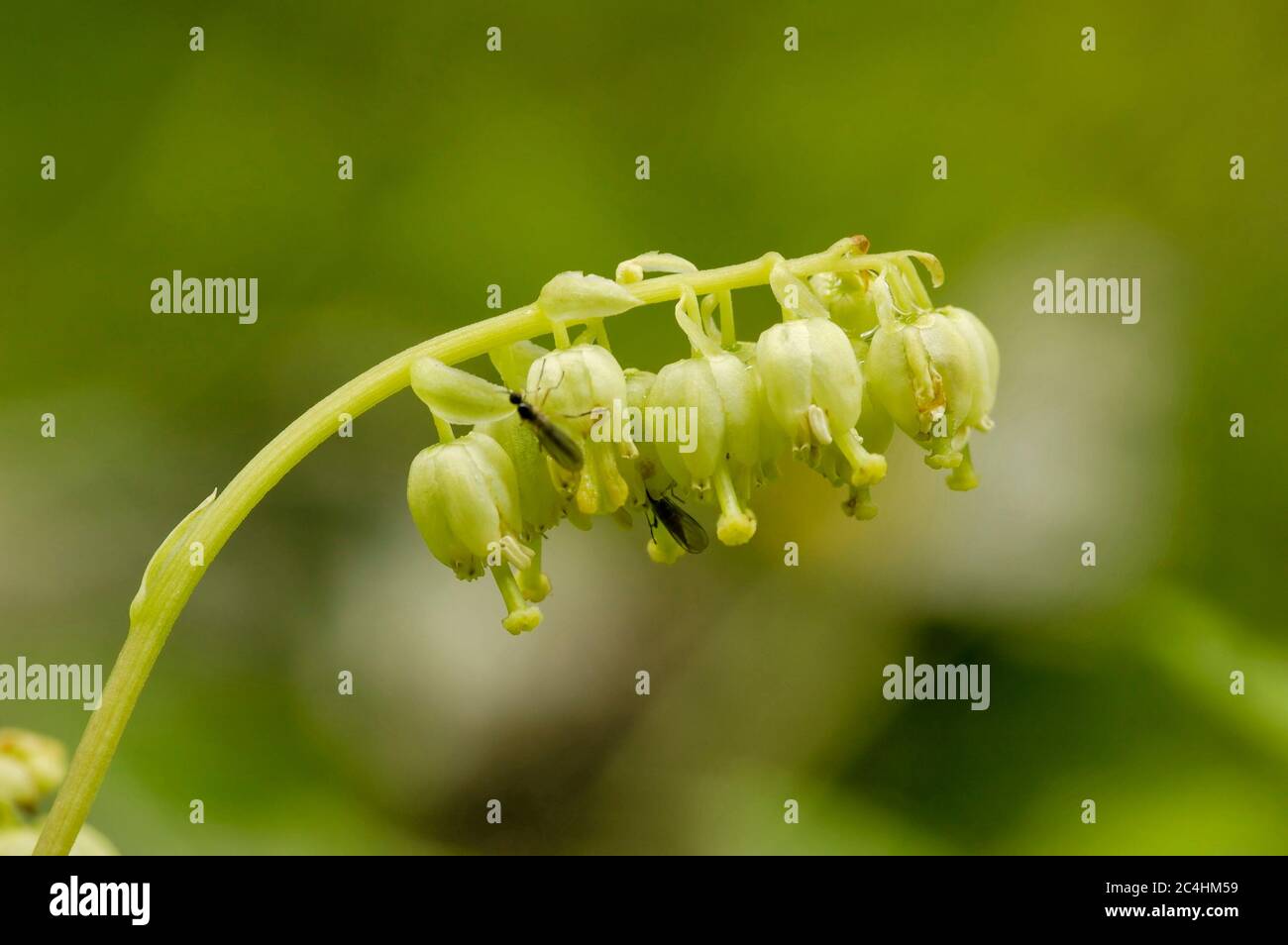 Serrated or Nodding Wintergreen - Orthilia secunda Stock Photo