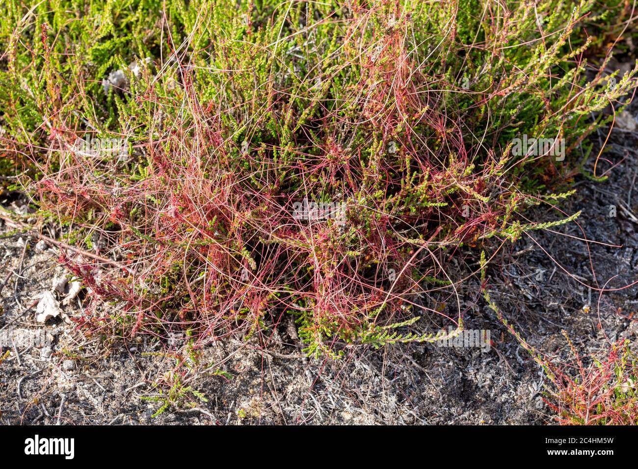 Common dodder (Cuscuta epithymum), parasitic plant on heather, UK Stock Photo