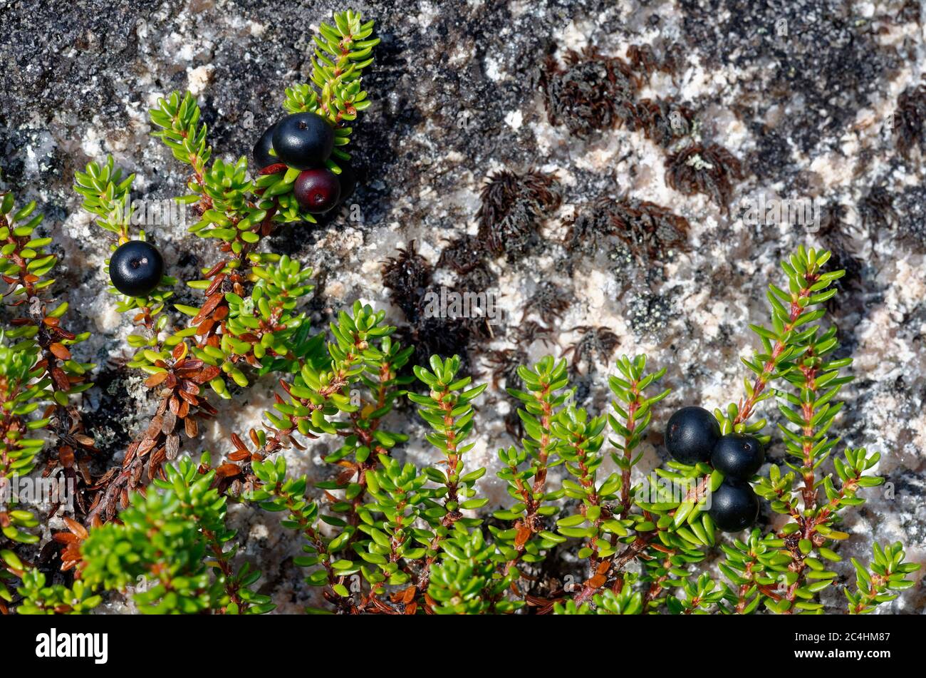 Crowberry - Empetrum nigrum  Black Berries & Leaves growing over Granite Rock  Cairngorm Mountains, Scotland Stock Photo