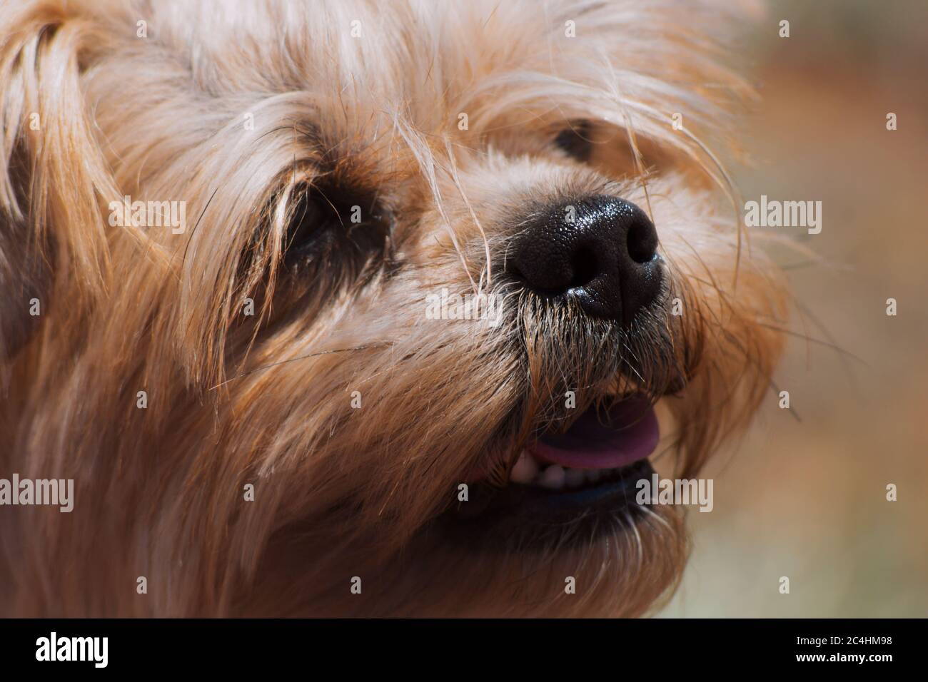 The joyful face of the Yorkshire Terrier close-up Stock Photo