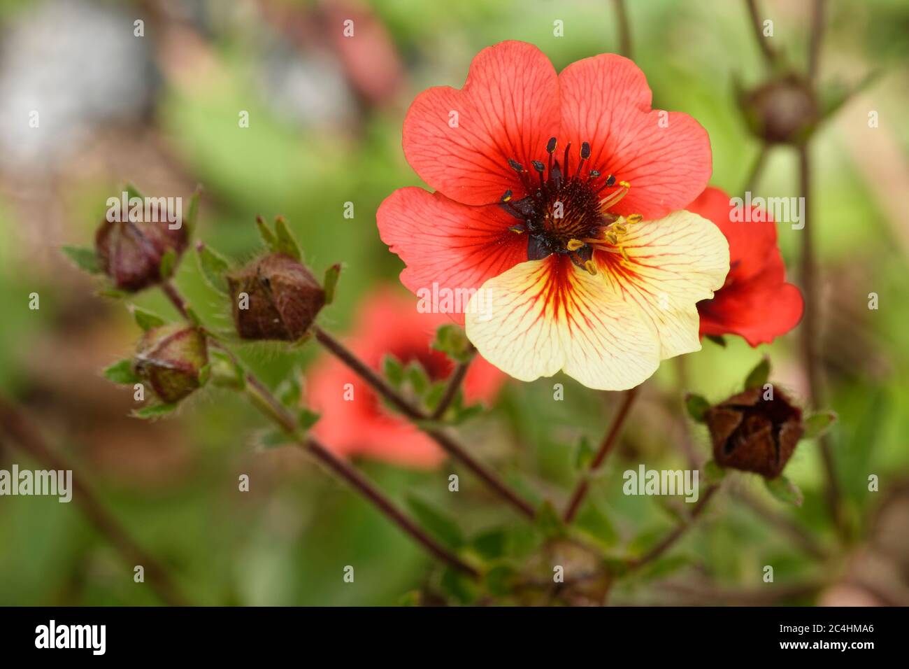 Nepal Cinquefoil - Potentilla nepalensis  Unusual Red & Yellow flower Stock Photo