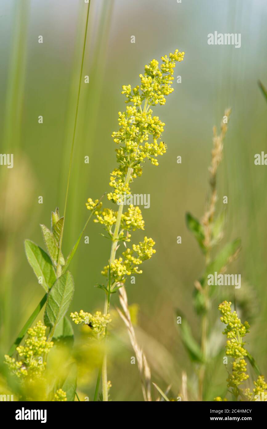 Lady's Bedstraw - Galium verum  Calcareous grassland flower against diffused background Stock Photo