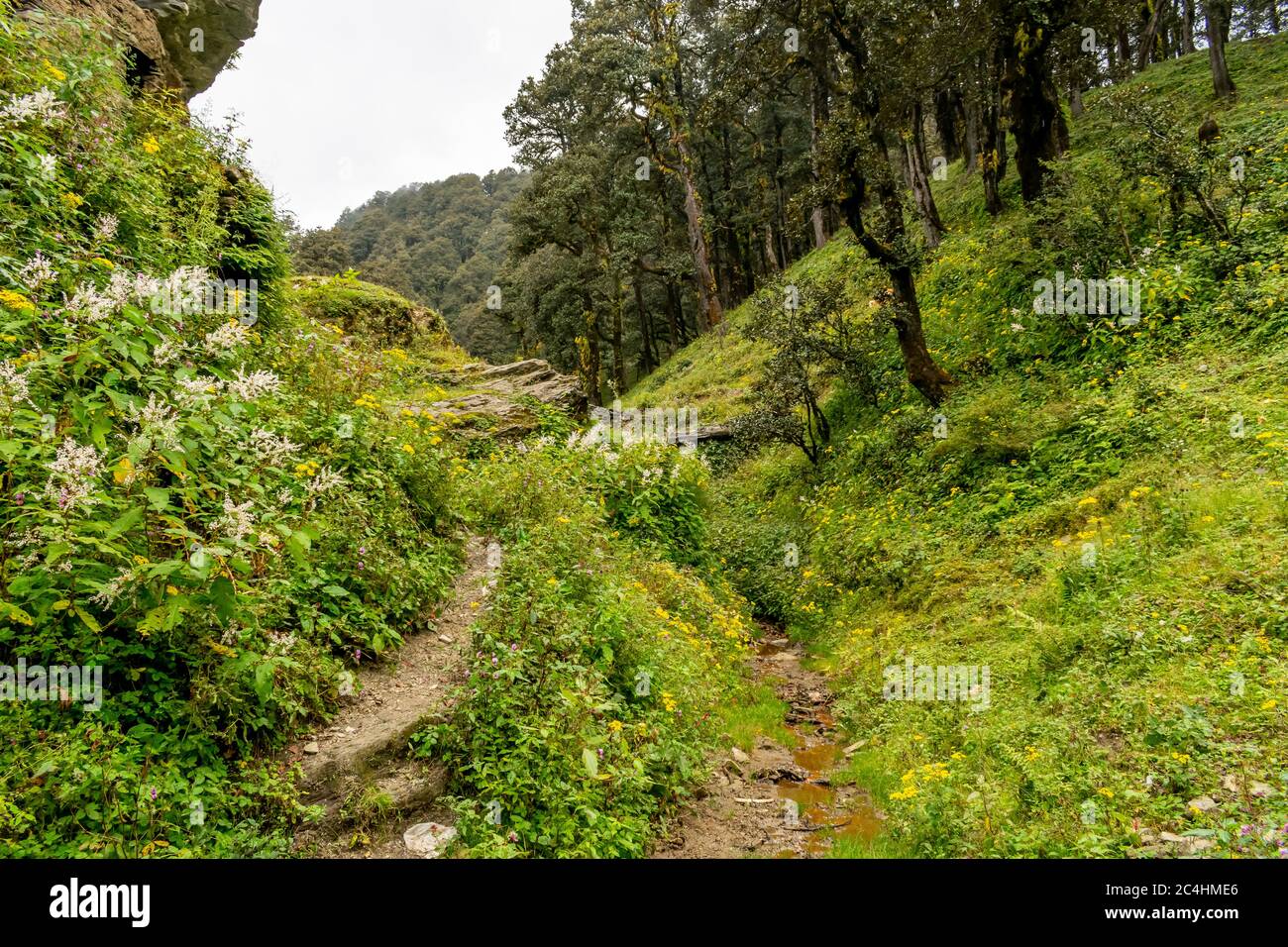 A forest trail, Jalori Pass, Tirthan Valley, Himachal Pradesh, India Stock Photo