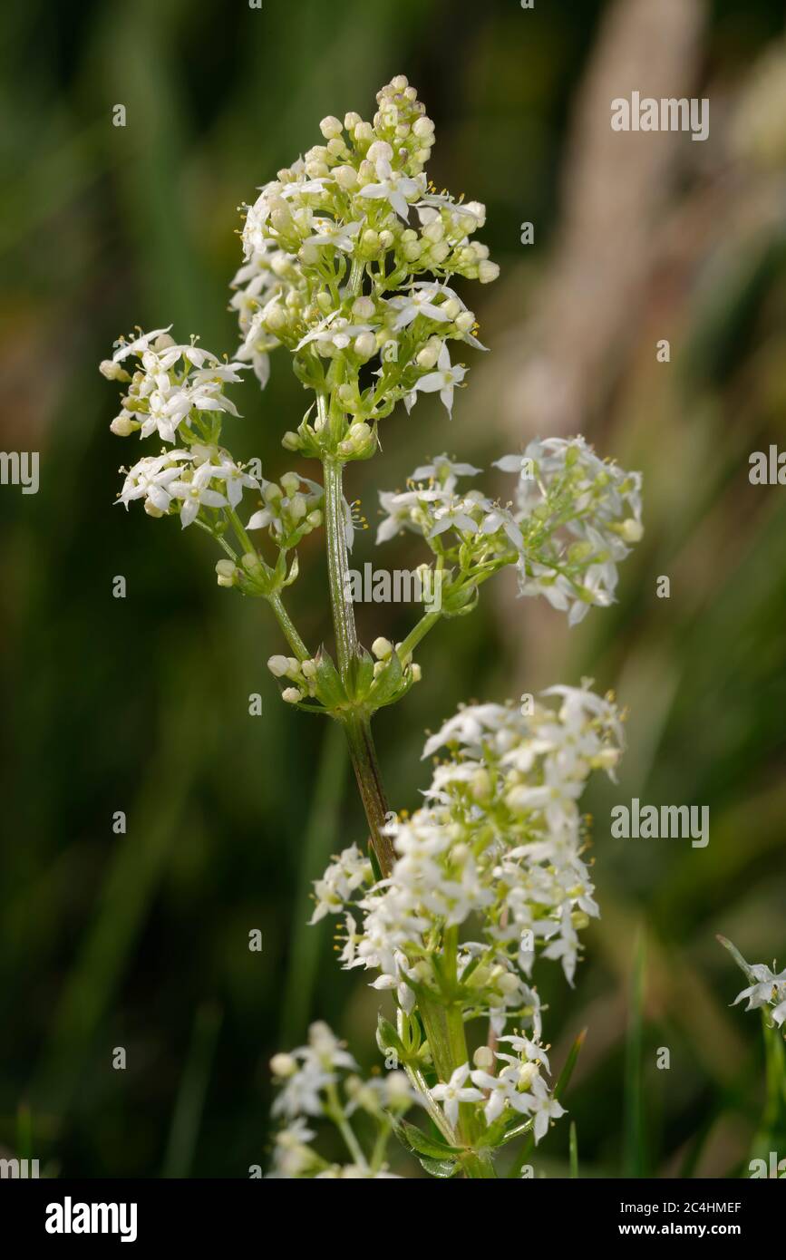 Hedge or White Bedstraw - Galium album  Small Grassland Flower Stock Photo