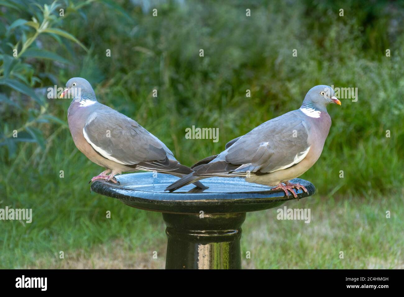 Pair of wood pigeons (Columba palumbus) on a garden bird bath facing in