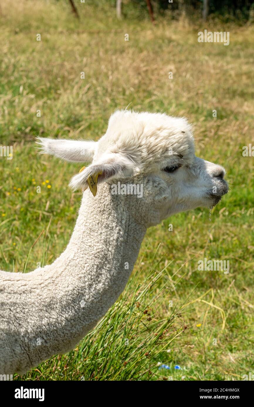 Close-up of a white alpaca (Vicugna pacos) after its fleece has been sheared Stock Photo