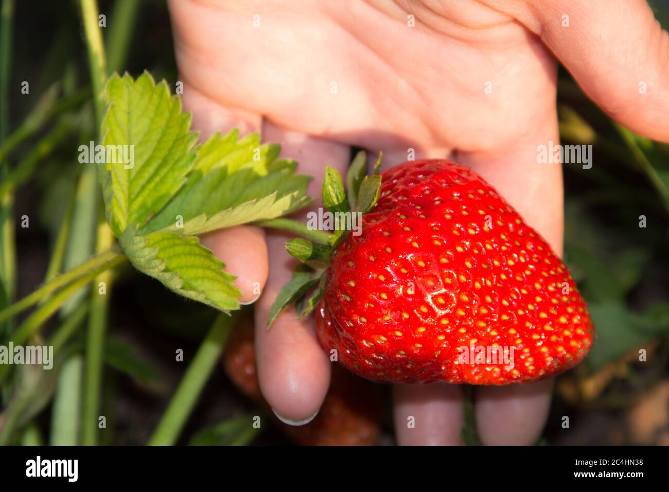 Big red ripe strawberry green hi-res stock photography and images - Alamy