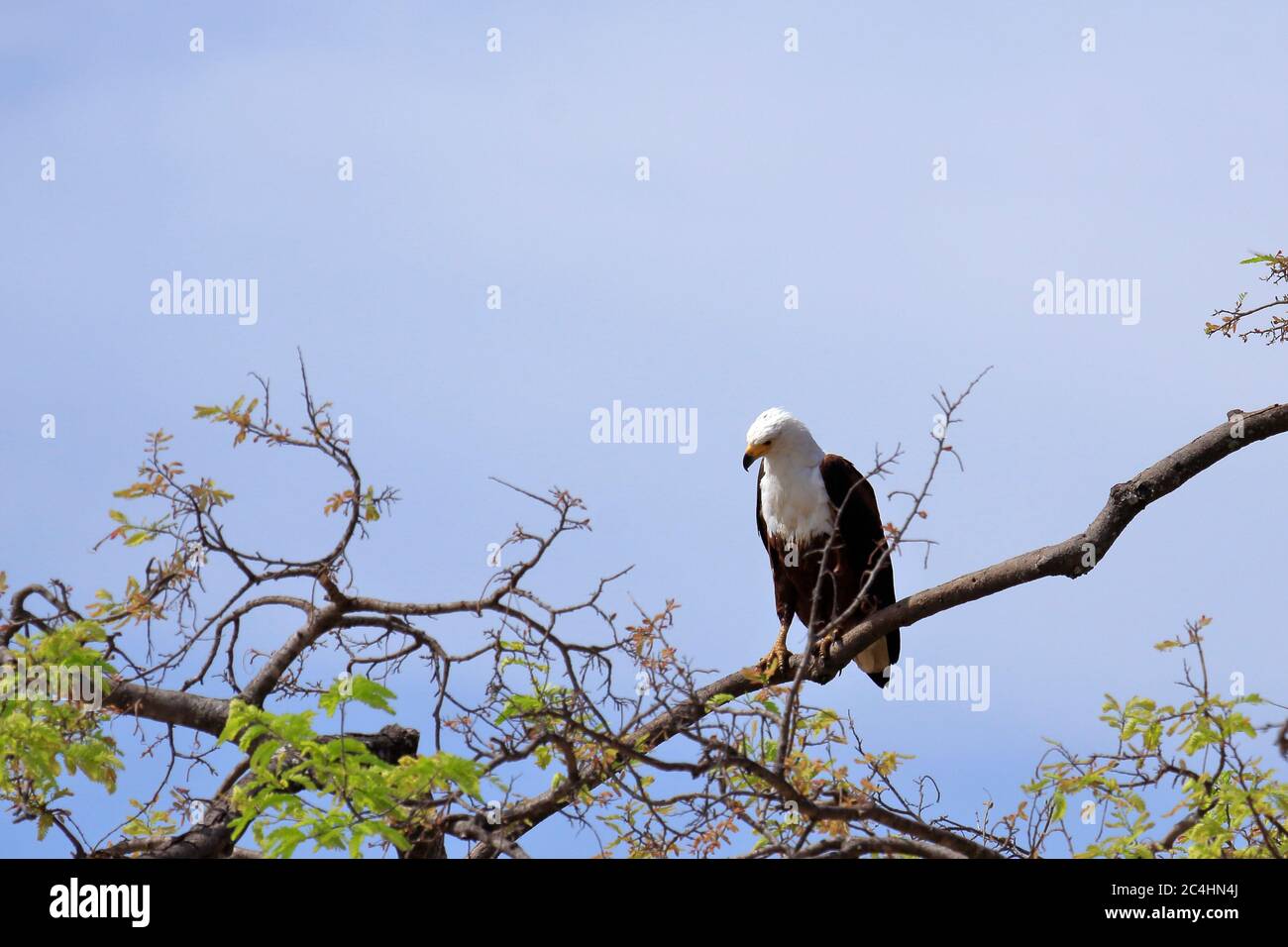 African fish eagle perched in the tree top Stock Photo