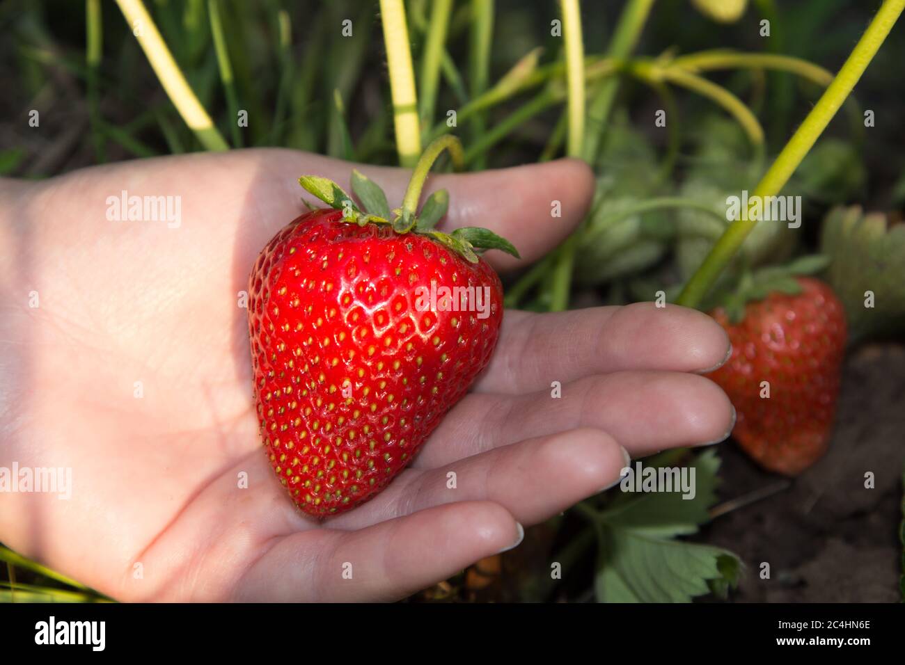 Big red and ripe strawberry in hand on a bed, garden - summer photo ...