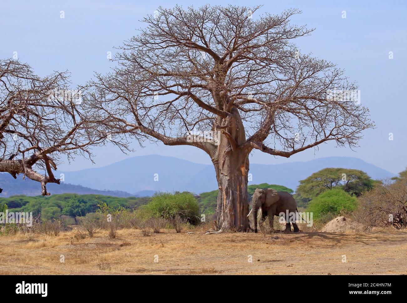 Male elephant resting in the shade of a tree during the heat of the day Stock Photo