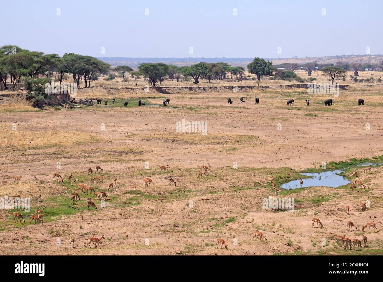 Elephants and Impala grazing in a dried up riverbed Stock Photo