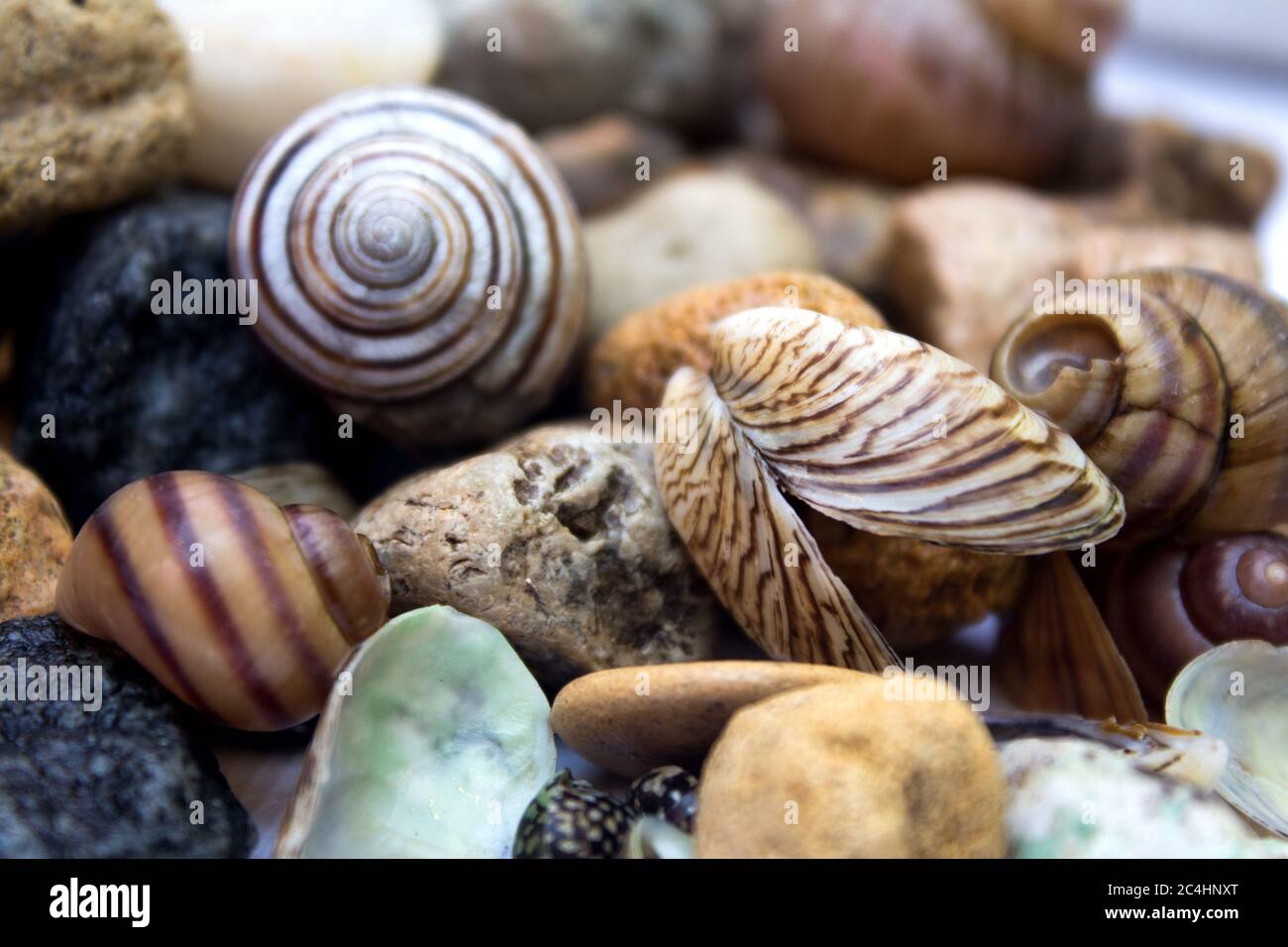 Sea Shellstone Background Sea theme, seashells and stones - texture and background Stock Photo ...