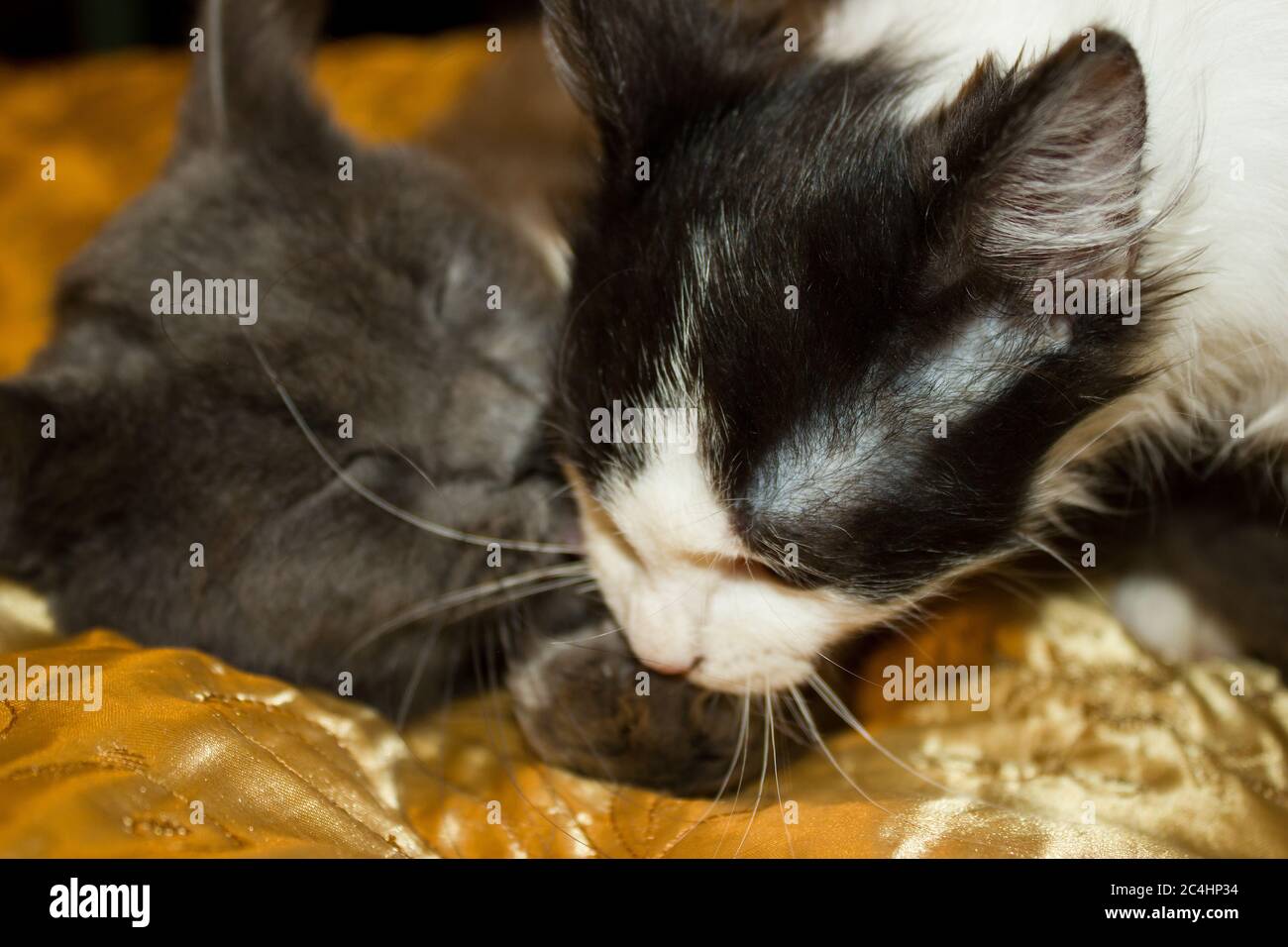 The game of a black and white kitten with a gray cat on a gold veil Stock Photo