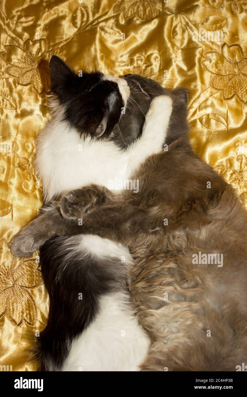 The game of a black and white kitten with a gray cat on a gold veil Stock Photo