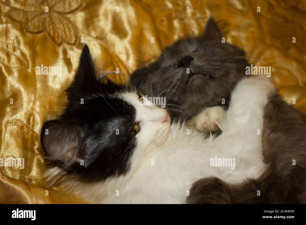 The game of a black and white kitten with a gray cat on a gold veil Stock Photo