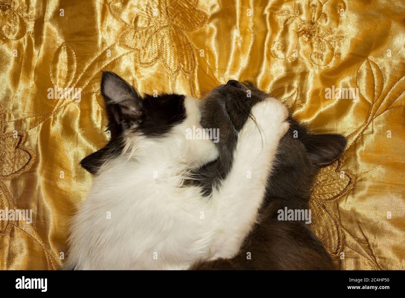 The game of a black and white kitten with a gray cat on a gold veil Stock Photo