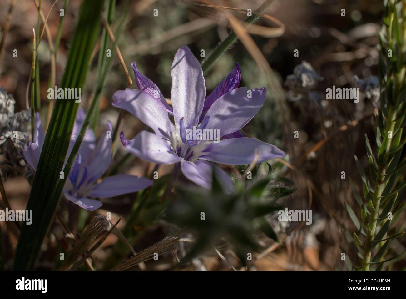 Babiana species plant with purple flower Stock Photo