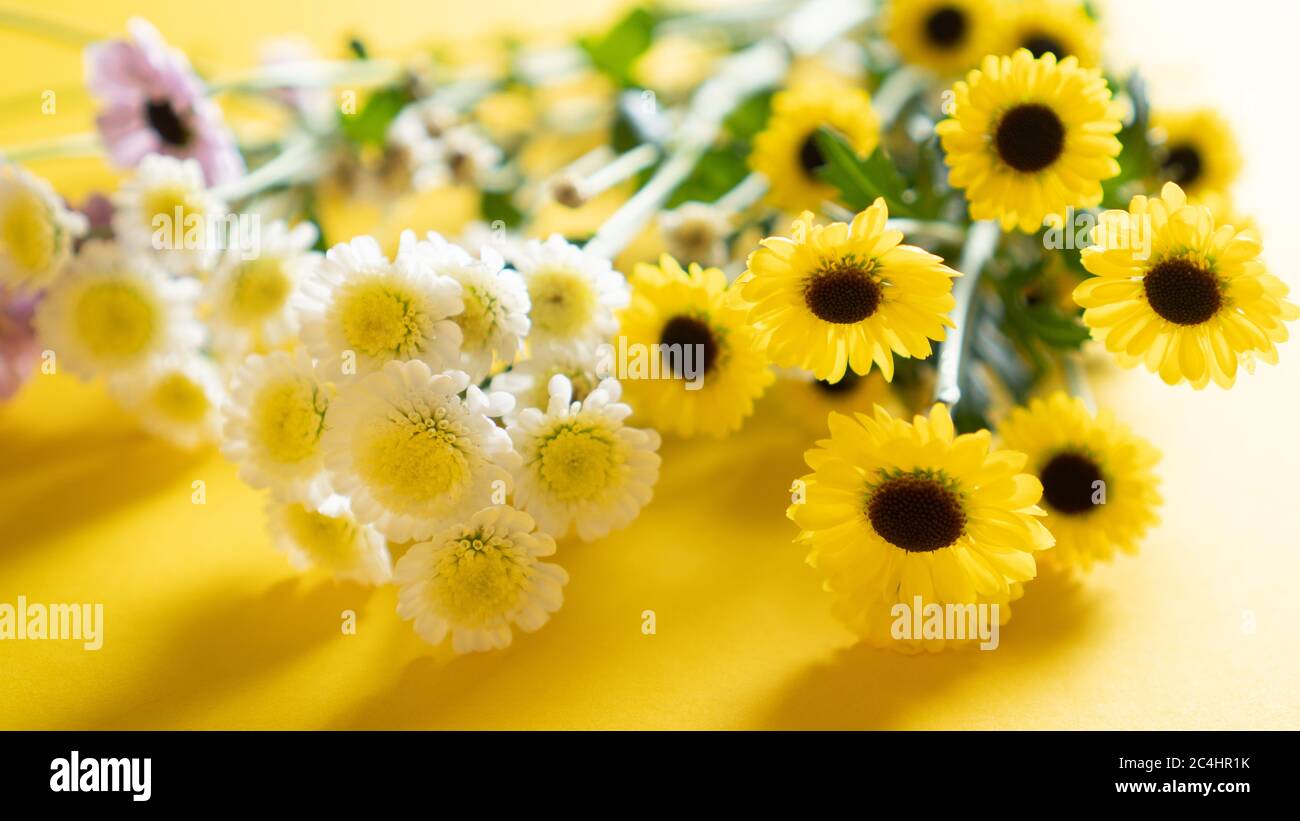 Different type of chrysanthemums flowers in front of light on yellow background with shadow. Delicate small flowers Stock Photo