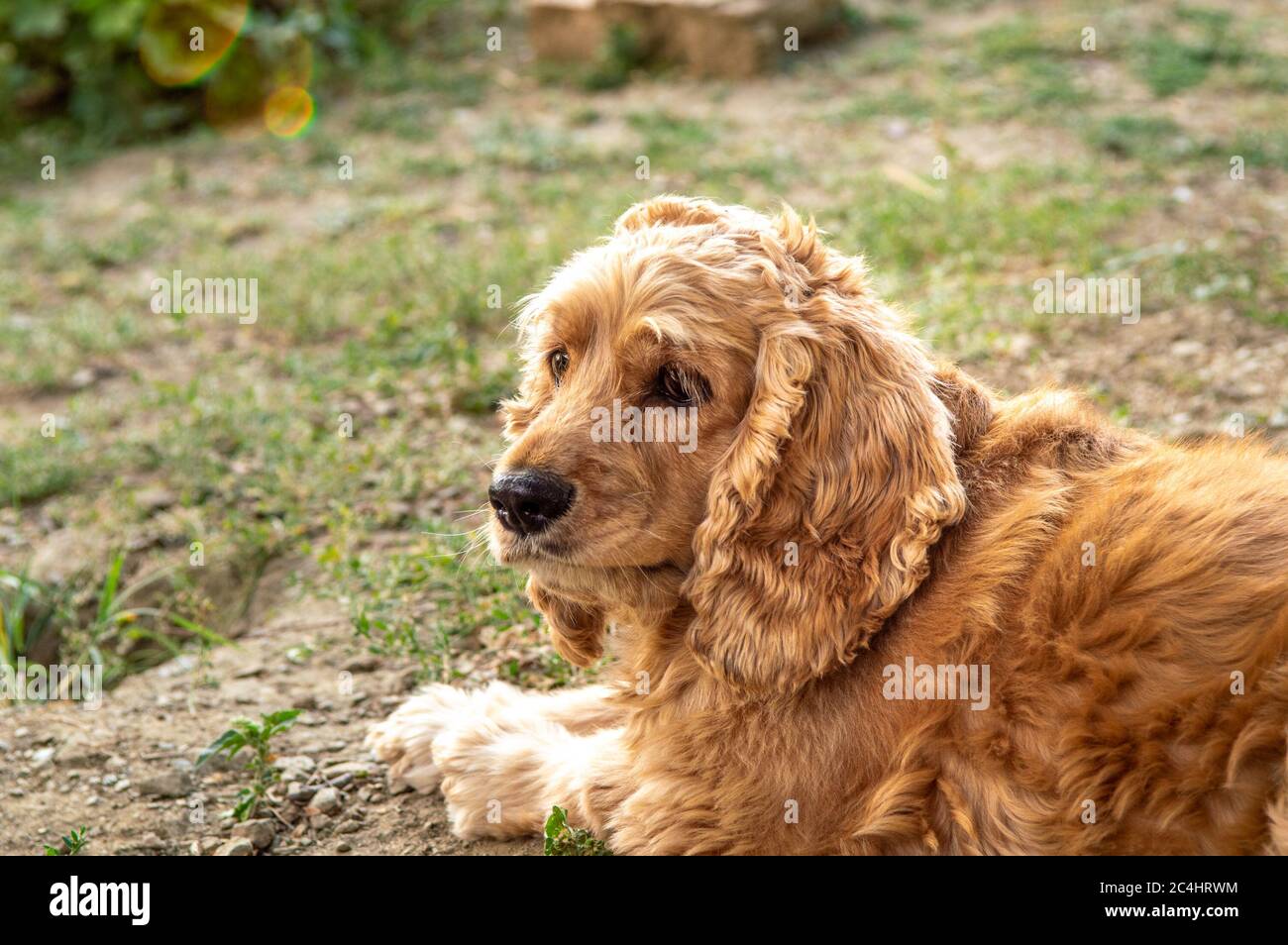 Portrait of an American Cocker Spaniel dog resting in the garden on a sunny day. Stock Photo